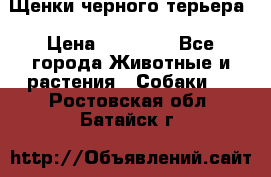 Щенки черного терьера › Цена ­ 35 000 - Все города Животные и растения » Собаки   . Ростовская обл.,Батайск г.